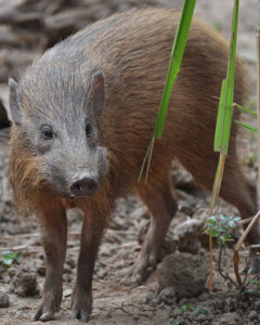 Zwergwildschwein Nature Themes
